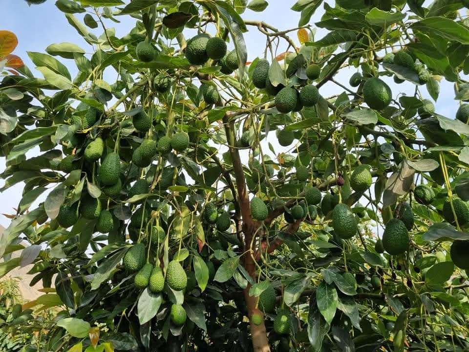 Avocado Farm