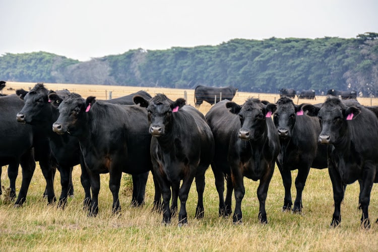 Beef Cattle