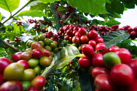 Coffee Farm