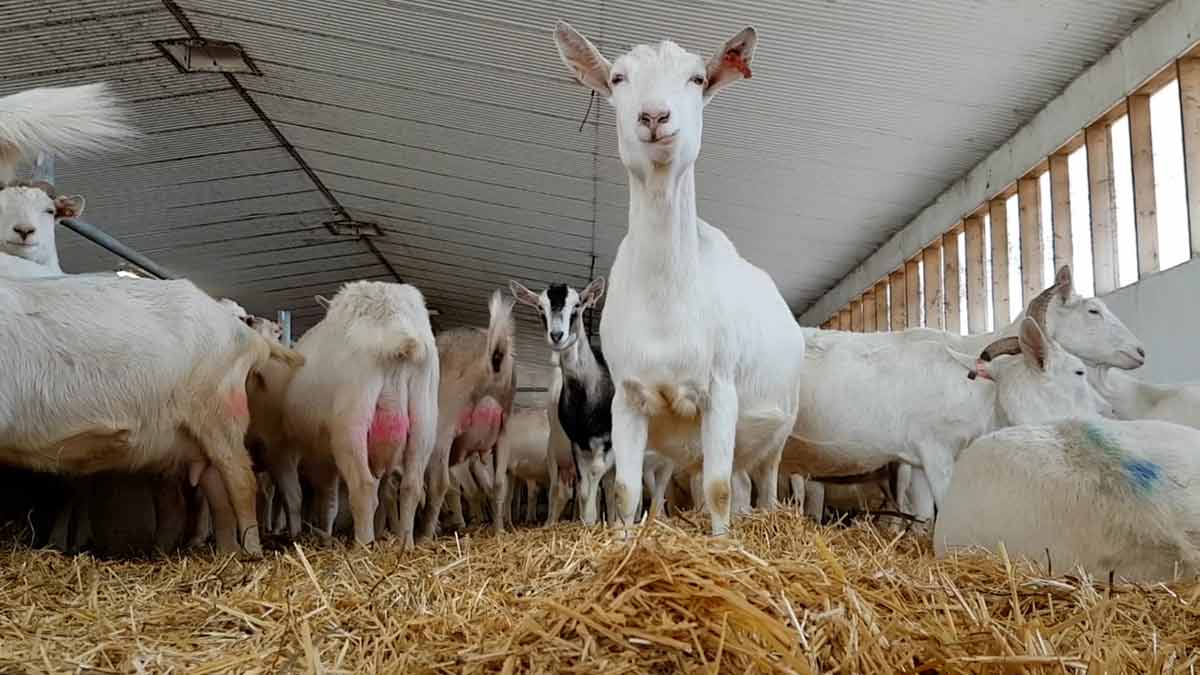 Dairy Goats