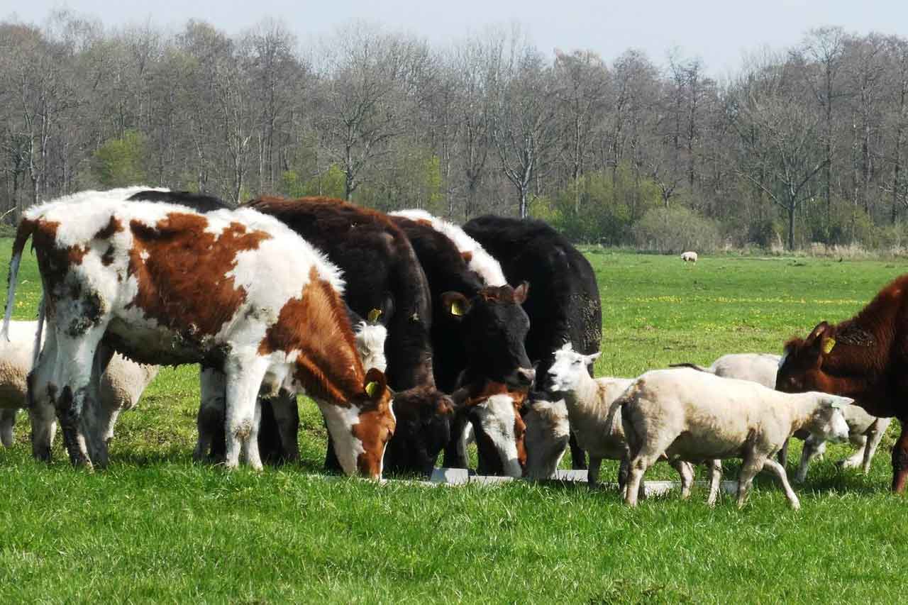 Livestock